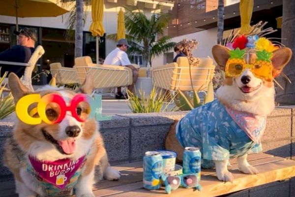 Two corgis in festive outfits and glasses with drinks in front of them, sitting outdoors at a stylish venue.