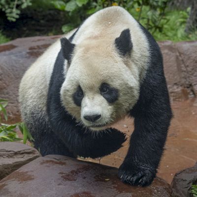 A giant panda is walking on a stone surface with greenery in the background, surrounded by rocks and plants.