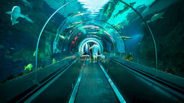 A couple walks through an underwater tunnel in an aquarium, surrounded by various sea creatures, including sharks and fish.