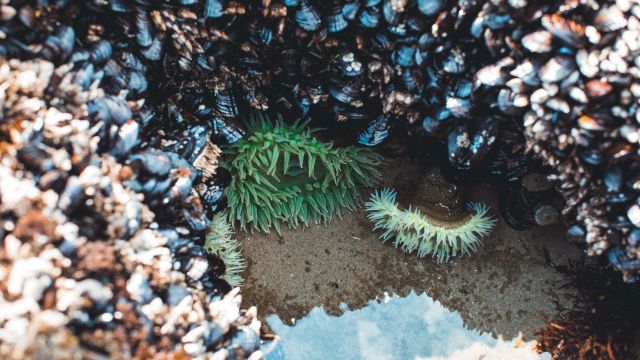 The image shows a small tidal pool with green sea anemones and mussels clustered on the rocks around it.