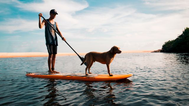 A person is stand-up paddleboarding on a calm body of water with a dog on the board, under a partly cloudy sky, nearing a shoreline.