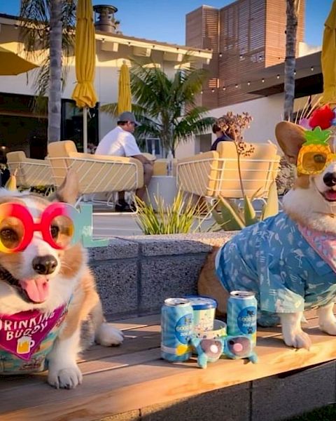 Two dogs dressed in colorful outfits and funny sunglasses sitting outdoors with drinks in front of them. People and umbrellas in the background.