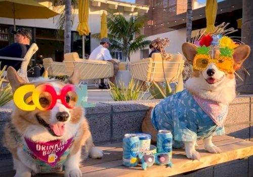 Two dogs dressed in colorful outfits and funny sunglasses sitting outdoors with drinks in front of them. People and umbrellas in the background.