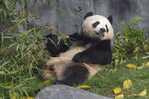 A panda is lying on the ground, surrounded by greenery and bamboo, seemingly relaxing.