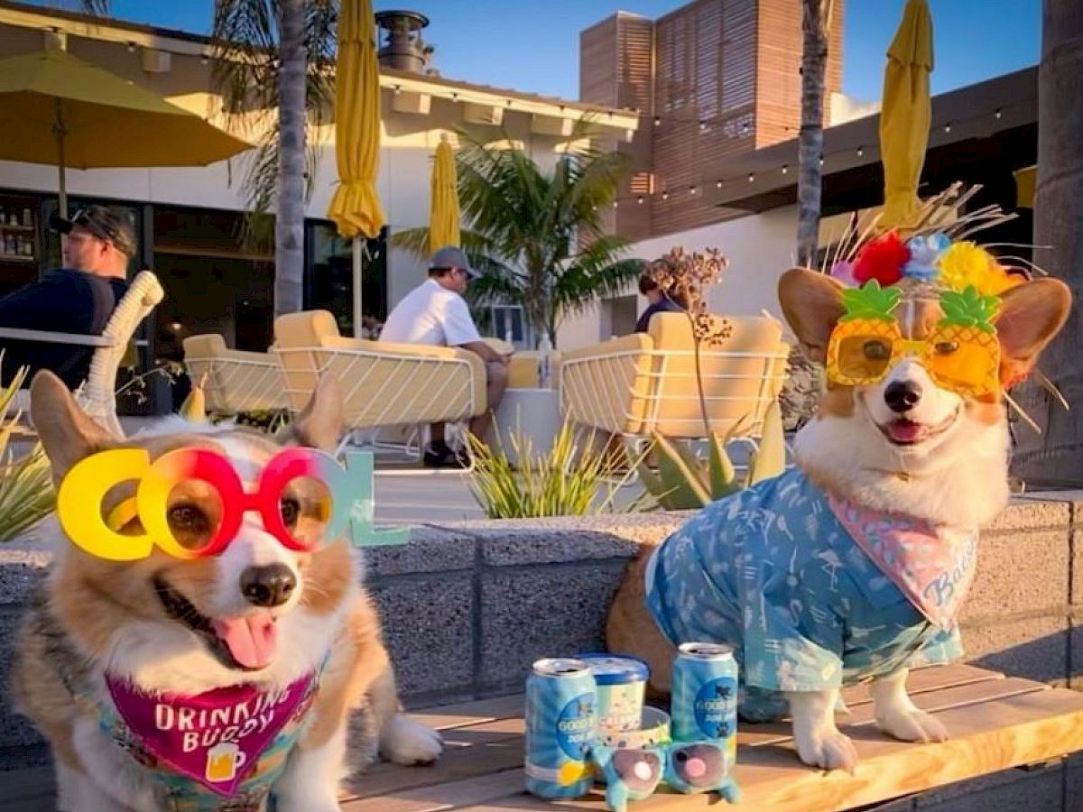 Two dogs wearing colorful outfits and glasses pose at an outdoor setting with drinks, creating a festive and playful scene.