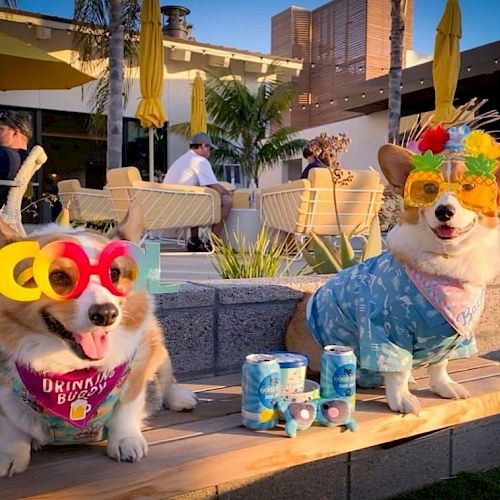 Two corgis wearing fun glasses and clothes, surrounded by drinks, in a sunny outdoor setting with people and umbrellas in the background.