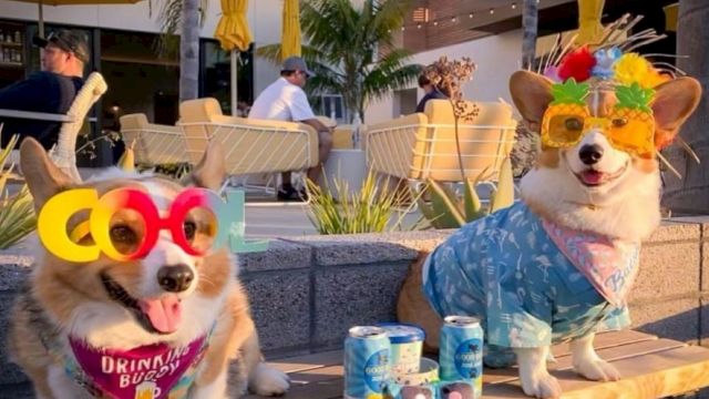 Two corgis wearing fun glasses and clothes, surrounded by drinks, in a sunny outdoor setting with people and umbrellas in the background.